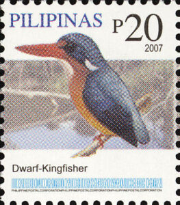 Dimorphic Dwarf Kingfisher