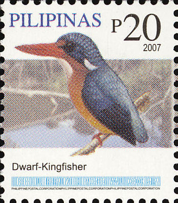 Dimorphic Dwarf Kingfisher