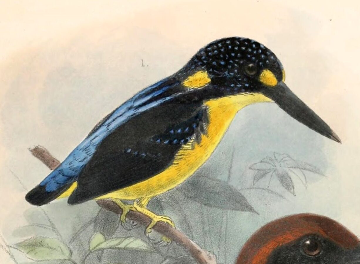 North Solomons Dwarf Kingfisher
