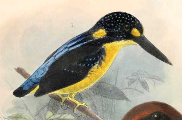 North Solomons Dwarf Kingfisher