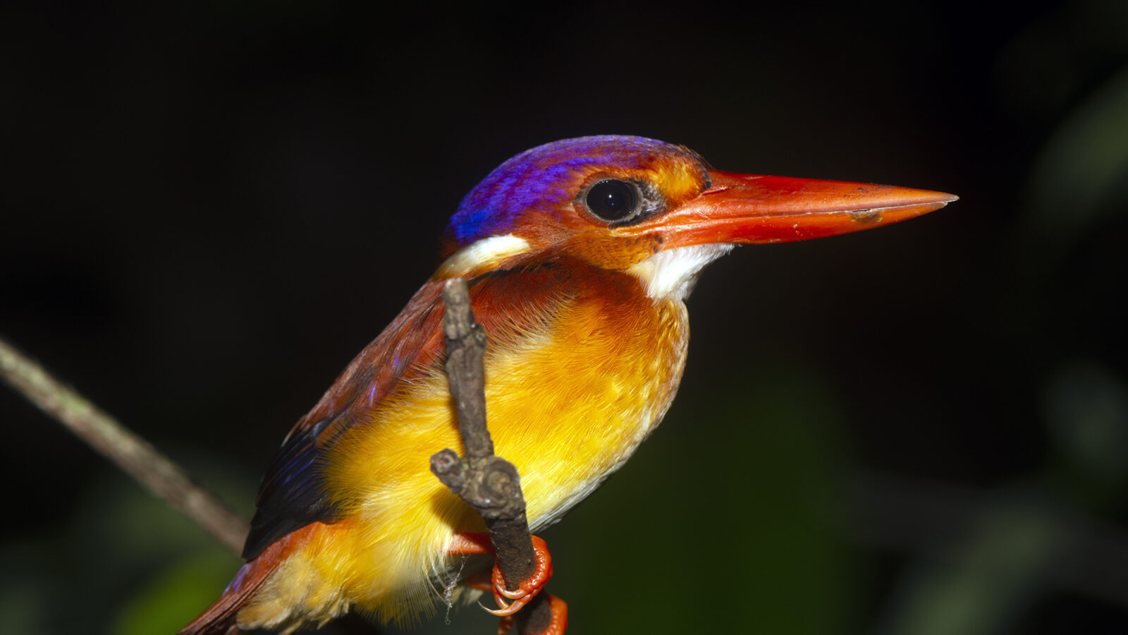 Rufous-backed Dwarf Kingfisher