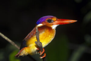 Rufous-backed Dwarf Kingfisher