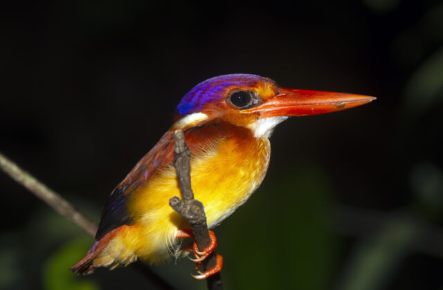 Rufous-backed Dwarf Kingfisher