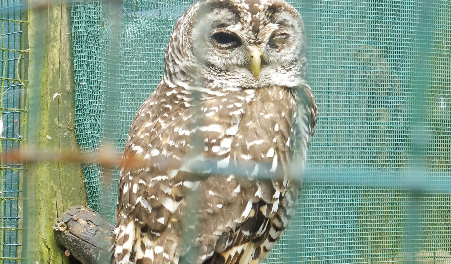 Chaco Owl