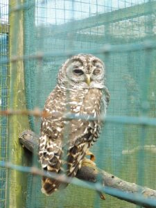 Chaco Owl