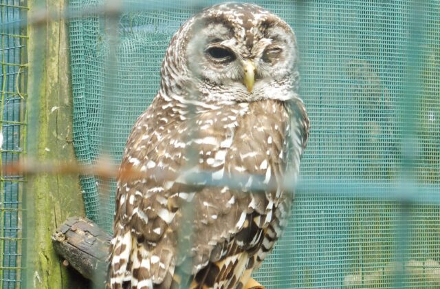 Chaco Owl