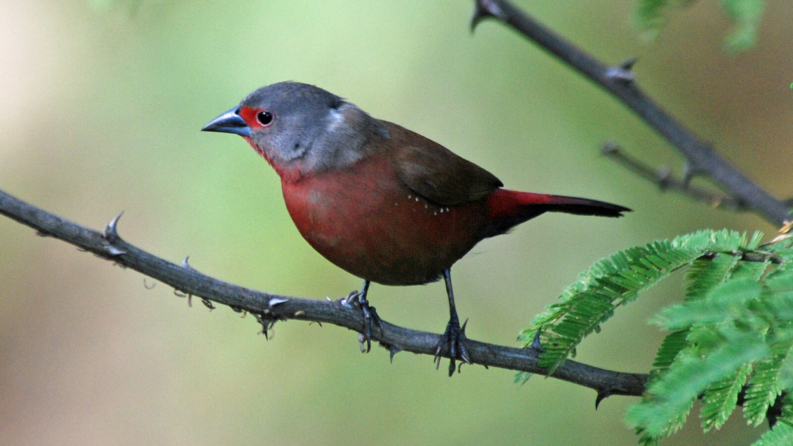 Chad Firefinch