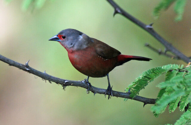 Chad Firefinch