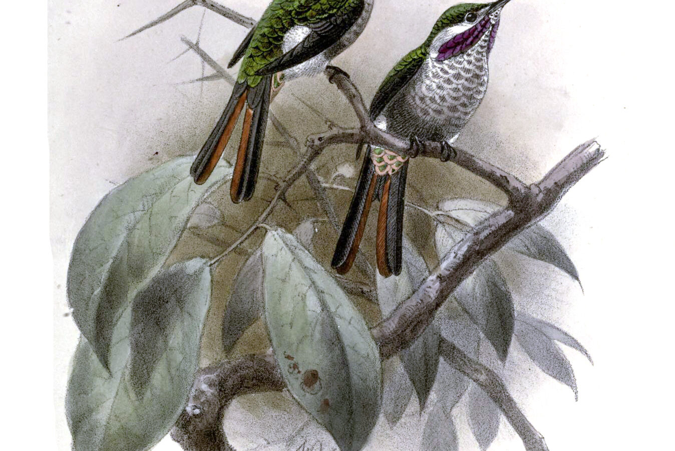 Slender-tailed Woodstar