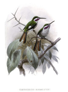 Slender-tailed Woodstar