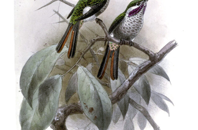 Slender-tailed Woodstar