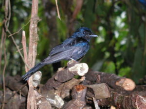 Drongo Fantail
