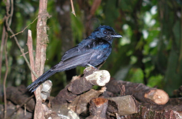 Drongo Fantail