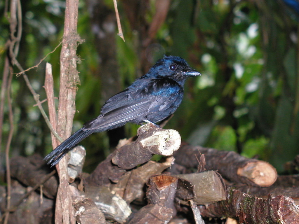 Drongo Fantail