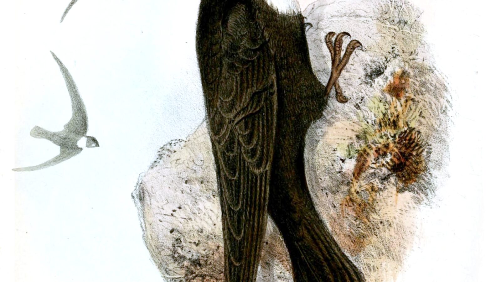 Biscutate Swift