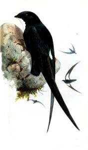 Philippine Spinetail