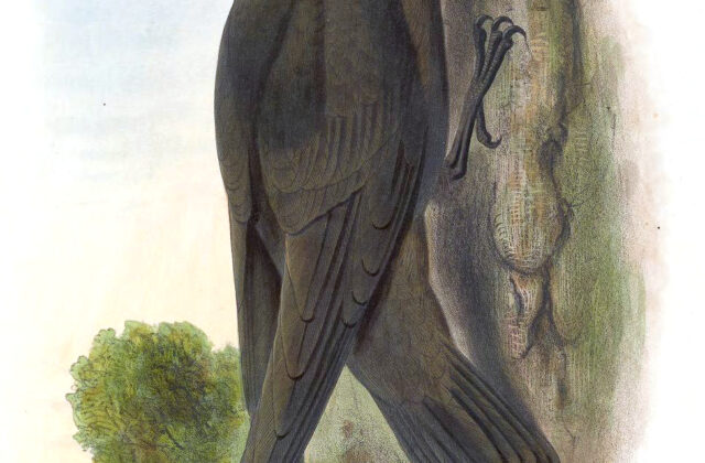 White-naped Swift