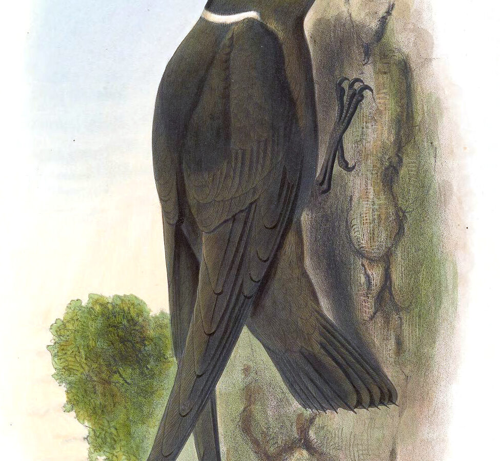 White-naped Swift