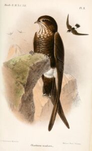 Mottled Spinetail