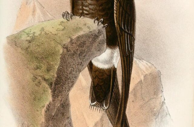 Mottled Spinetail
