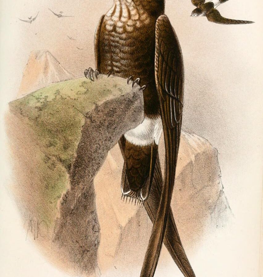 Mottled Spinetail