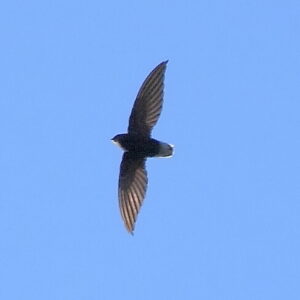 Short-tailed Swift