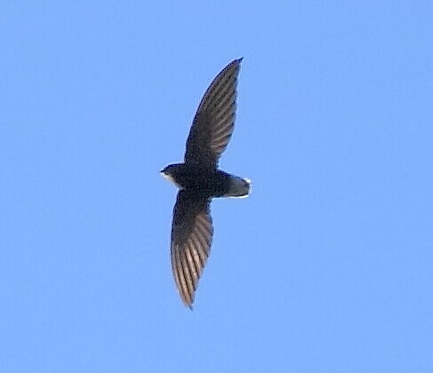 Short-tailed Swift
