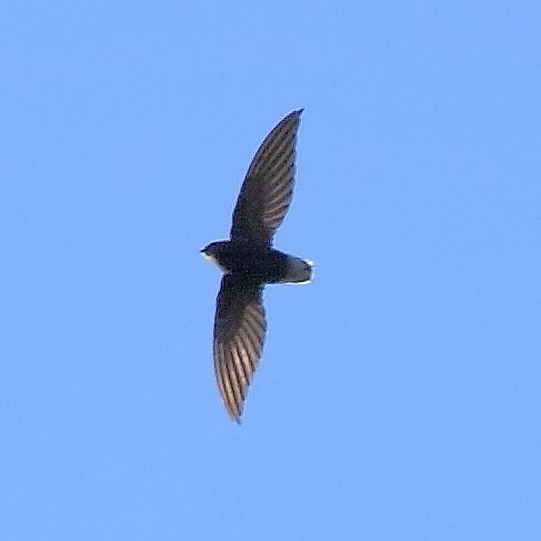 Short-tailed Swift