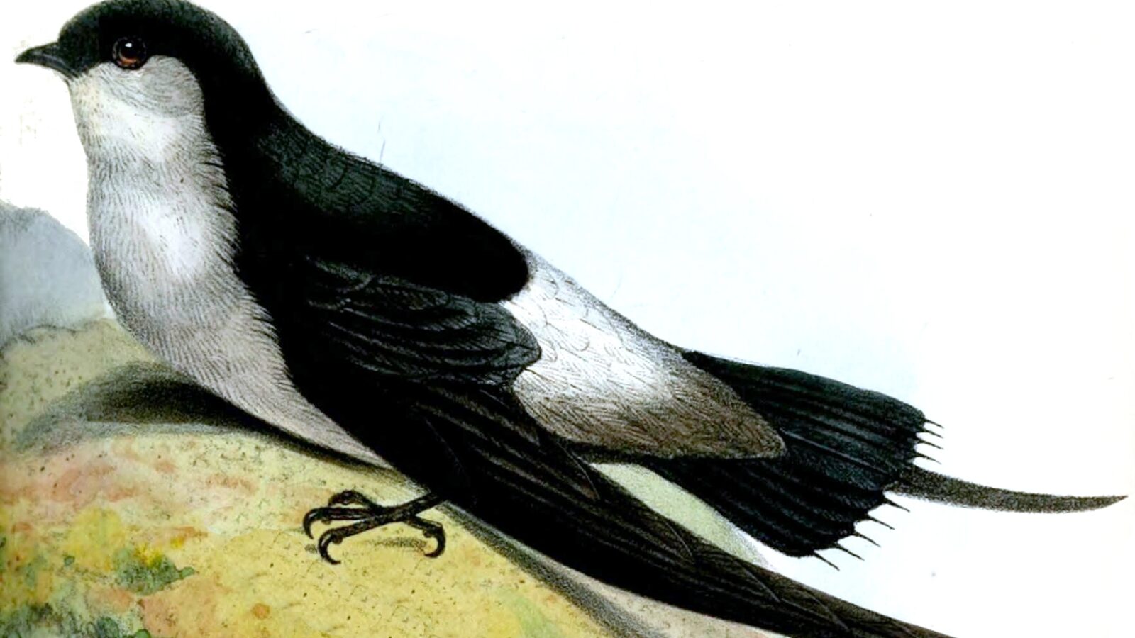 Grey-rumped Swift