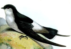Grey-rumped Swift
