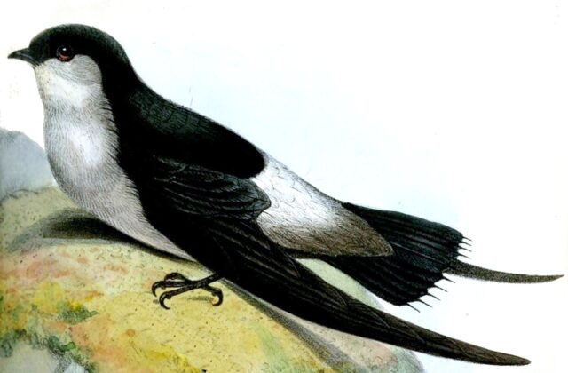 Grey-rumped Swift