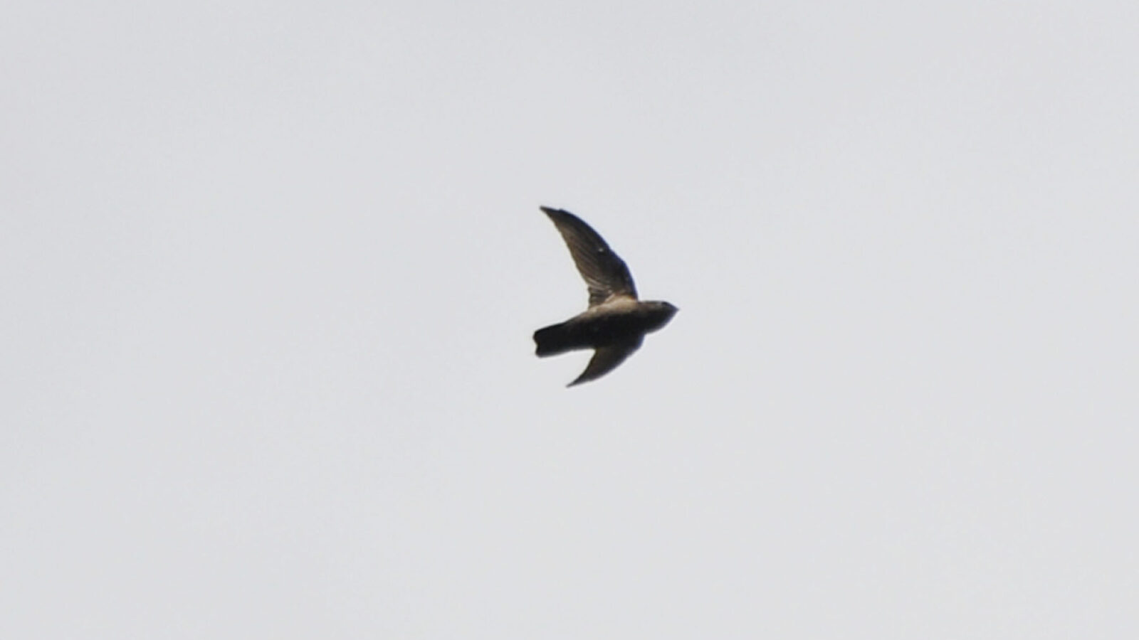 Lesser Antillean Swift