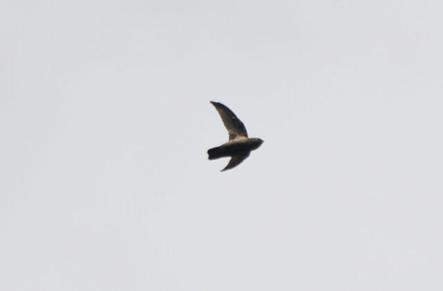Lesser Antillean Swift