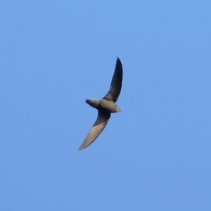 Sick’s Swift