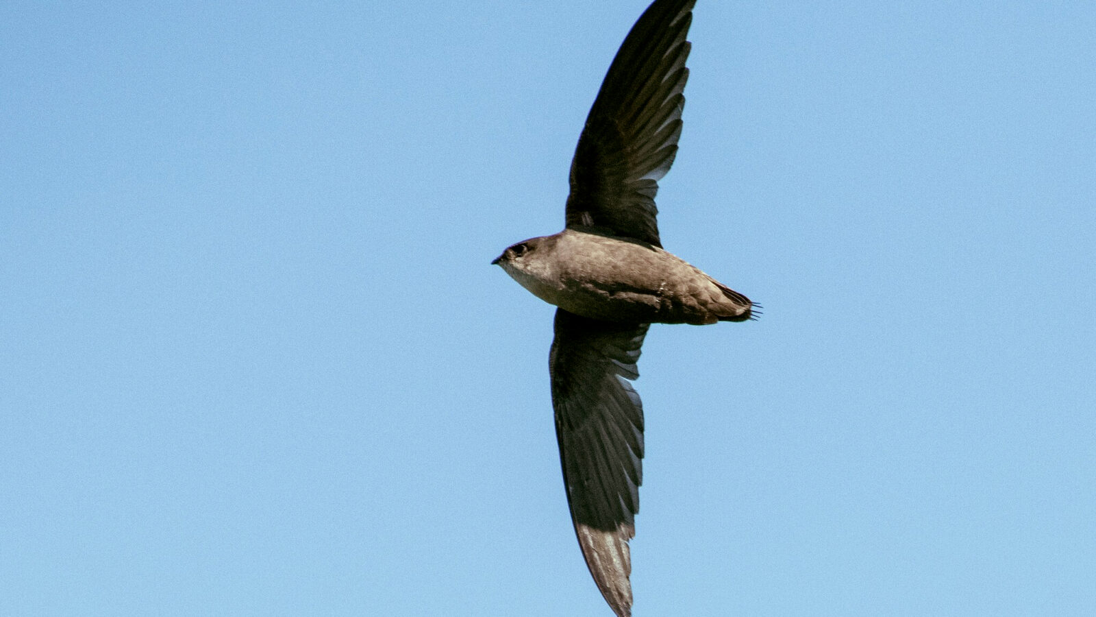 Chimney Swift