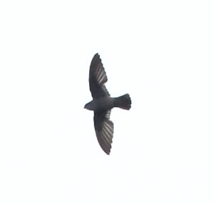Band-rumped Swift