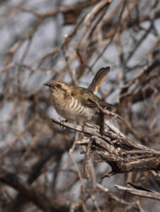 Horsfield’s Bronze Cuckoo