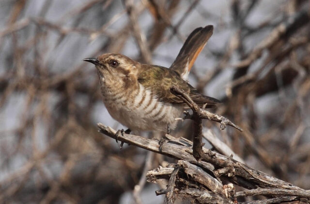 Horsfield’s Bronze Cuckoo