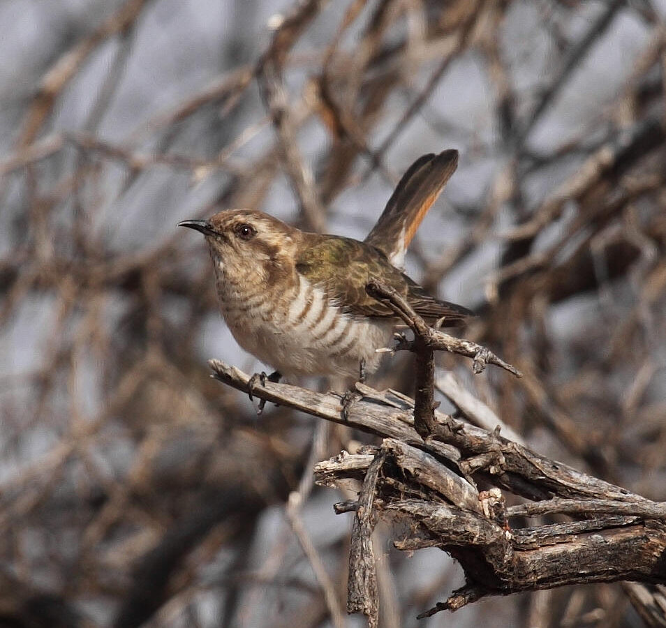 Horsfield’s Bronze Cuckoo