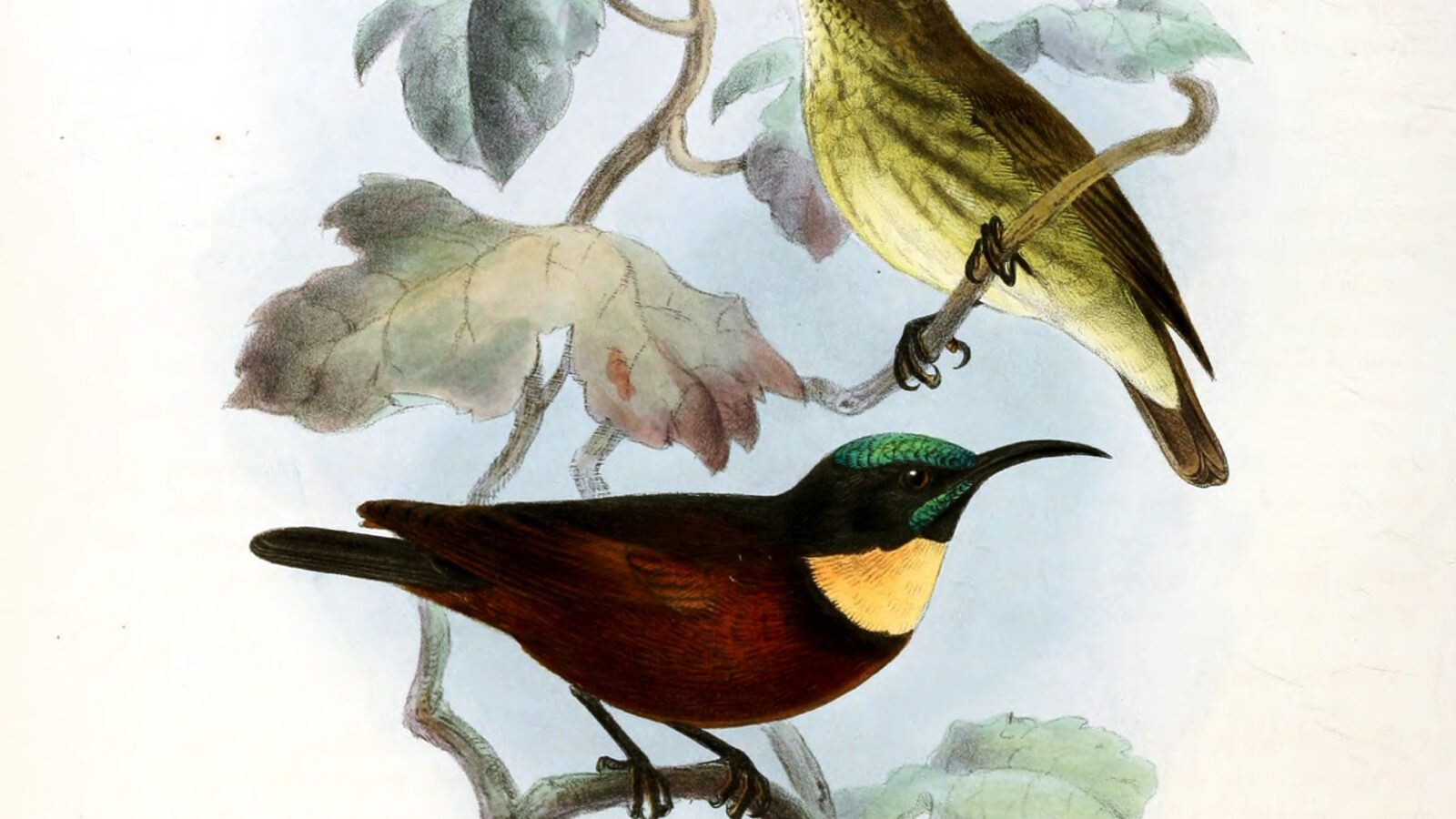Buff-throated Sunbird
