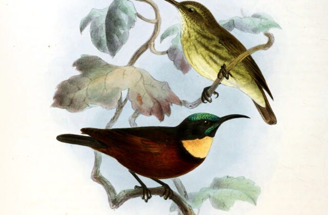 Buff-throated Sunbird