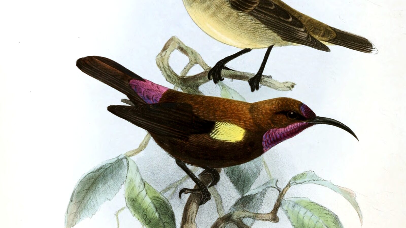 Carmelite Sunbird