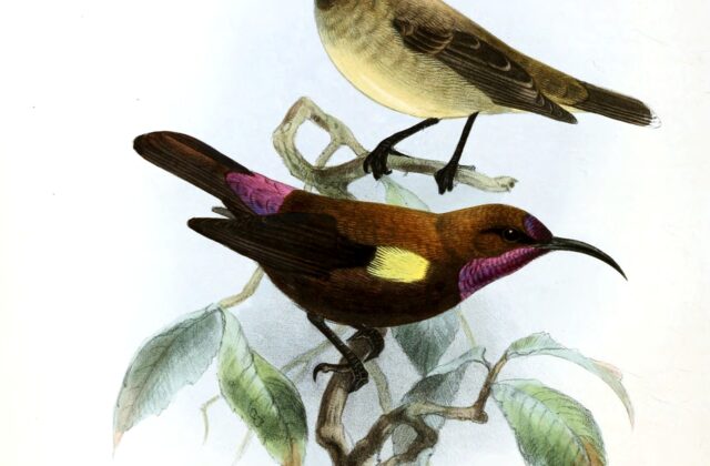 Carmelite Sunbird