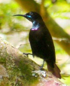 Green-throated Sunbird