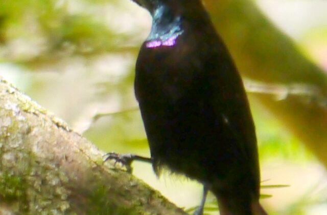Green-throated Sunbird