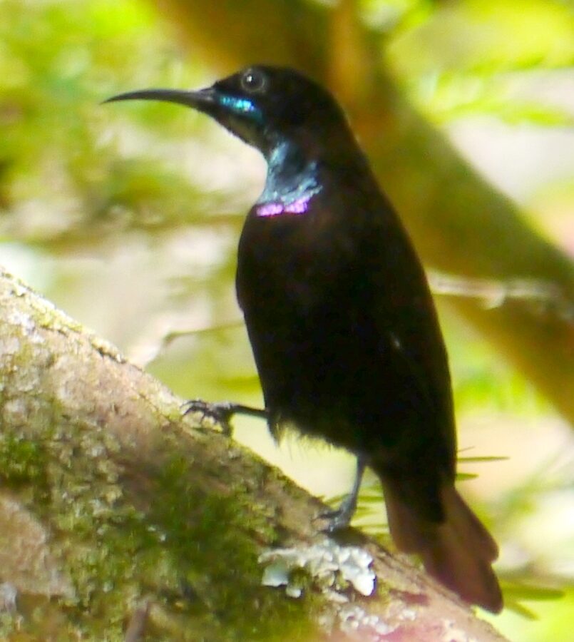 Green-throated Sunbird