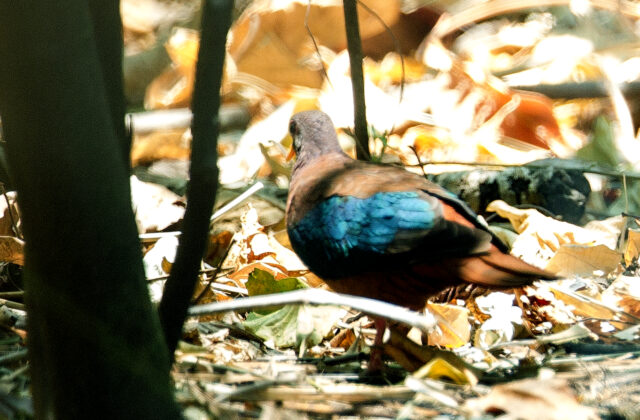 Stephan’s Emerald Dove
