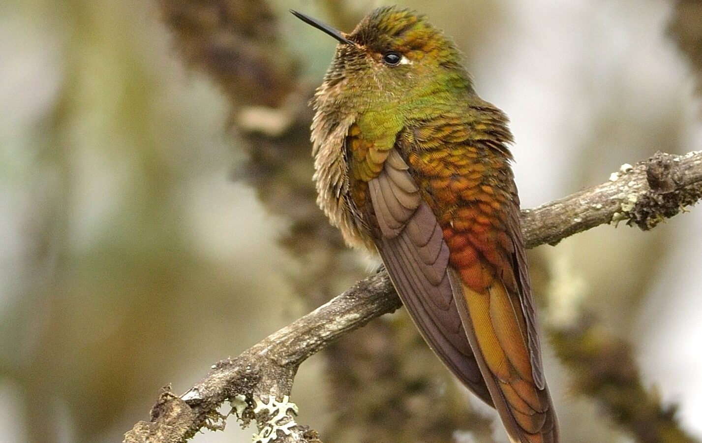 Bronze-tailed Thornbill
