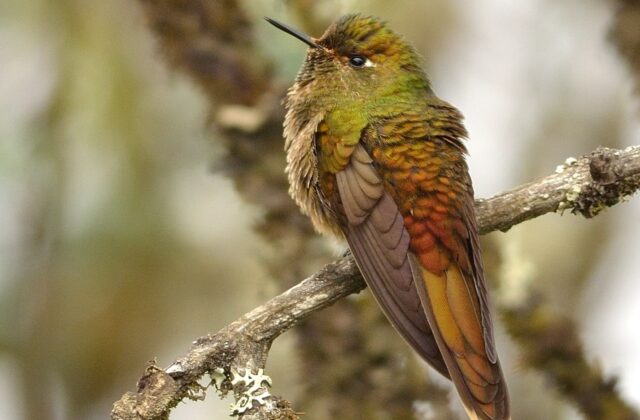 Bronze-tailed Thornbill