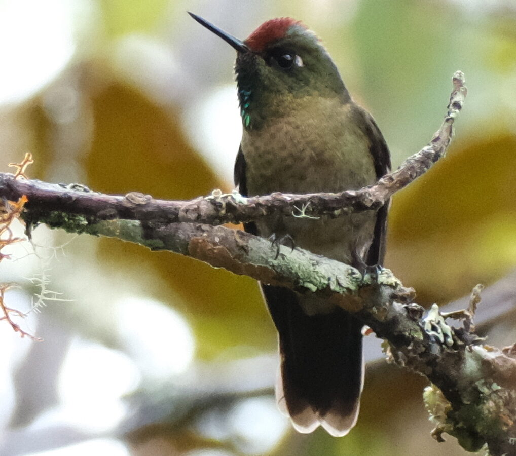 Rufous-capped Thornbill